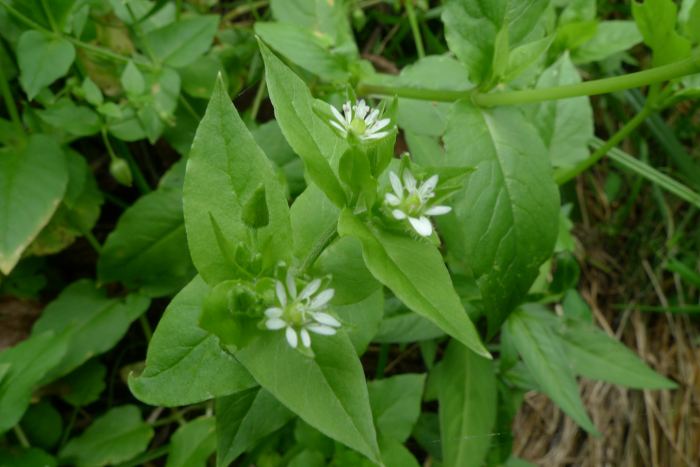 علف مرغ / حشیشه القزاز - معرفی و خواص گیاهان دارویی